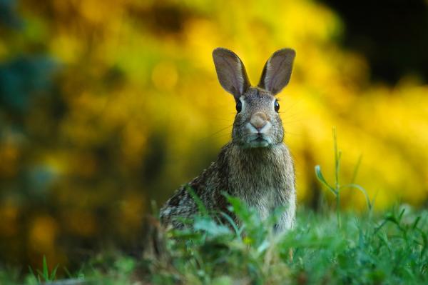 Zalety i wady posiadania królika domowego - Czynniki przemawiające na korzyść: chęć do treningu i sprzątania