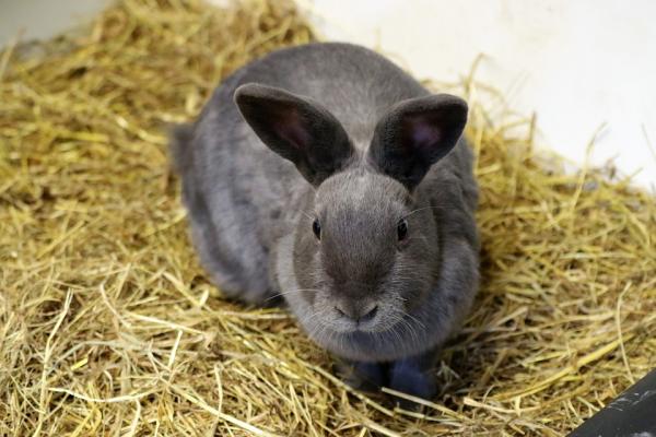 Zalety i wady posiadania królika domowego - Czynniki przeciw: trochę destrukcyjne i niechlujne 