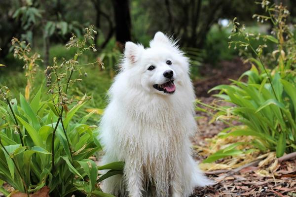 Pies nadpobudliwy - przyczyny, objawy i leczenie - przyczyny nadpobudliwości u psów