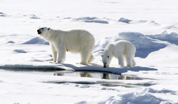 Karmienie niedźwiedzia polarnego - kanibalizm