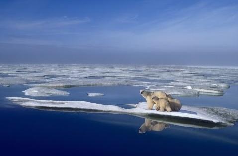 Karmienie niedźwiedzia polarnego - Obecna sytuacja niedźwiedzia polarnego