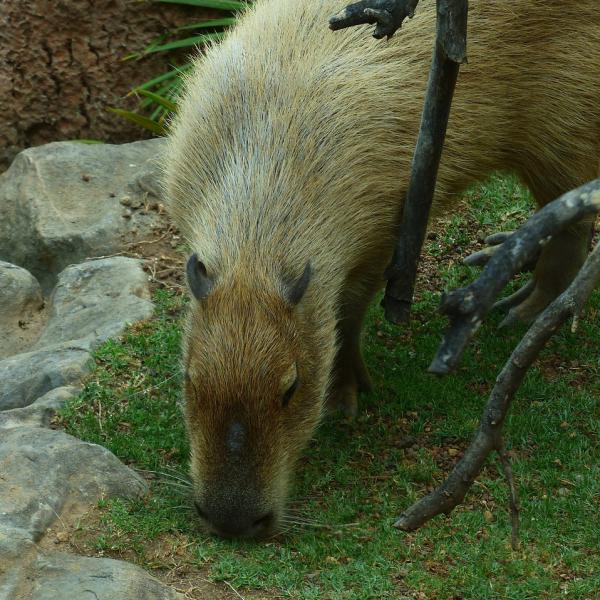Kapibara jako zwierzę domowe - Karmienie kapibary