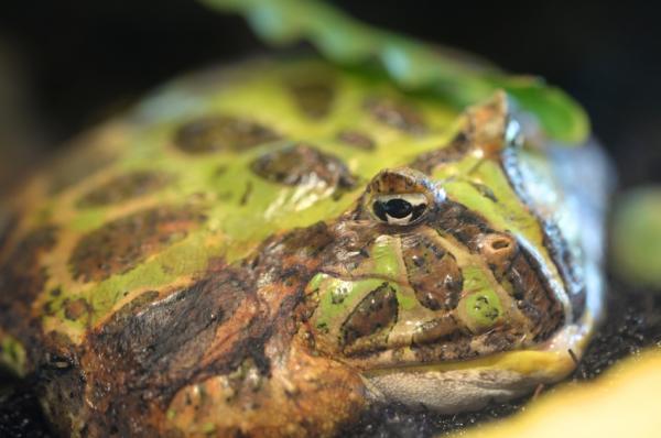 Oddychające zwierzęta skrzelowe - 10. Kijanki żaby ryczącej (Lithobates catesbeianus)
