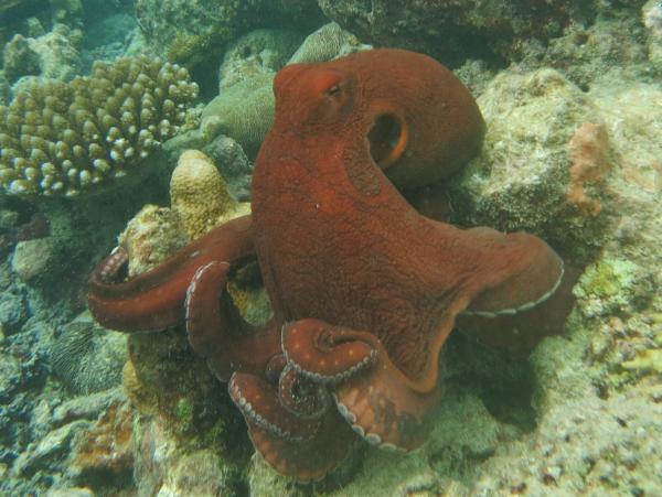 Zwierzęta oddychające skrzelami - 8. Duża niebieska ośmiornica (Octopus cyanea)