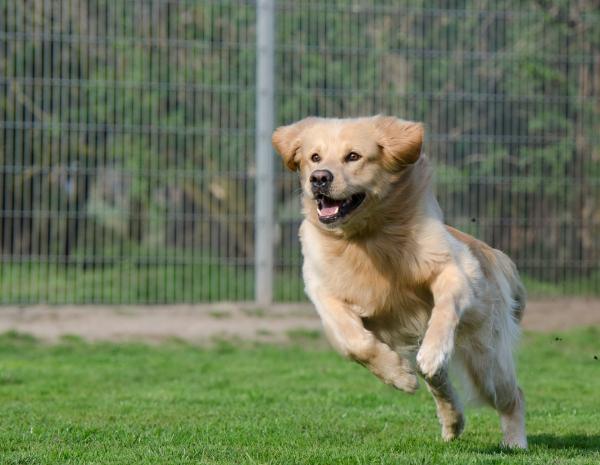 Wskazówki, jak powstrzymać psa przed ucieczką - Znaczenie ćwiczeń i treningu