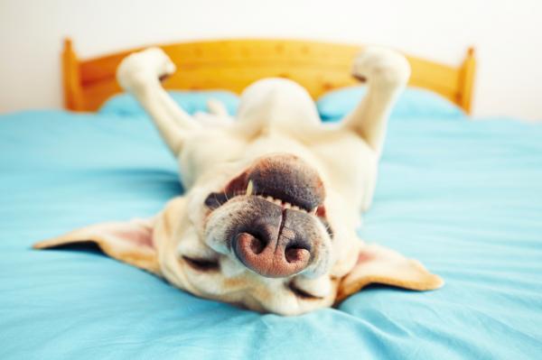 5 zabawnych rzeczy, które robią psy - 2. Śpij na plecach