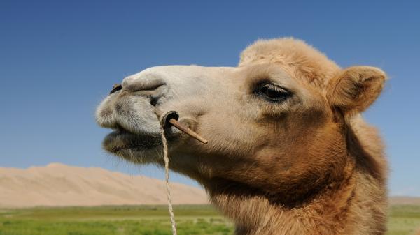 Jak wielbłądy przeżywają na pustyni – inne dziwactwa, które pomagają wielbłądom przetrwać na pustyni