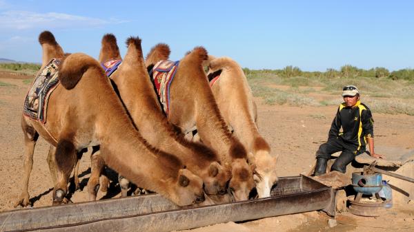 Jak wielbłądy przeżywają na pustyni - jak wielbłądy przeżywają na pustyni