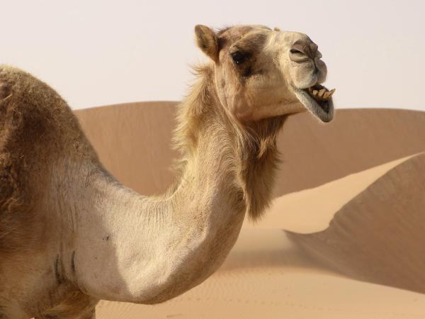 Jak wielbłądy przetrwają na pustyni – ile wielbłąd może znieść bez picia?