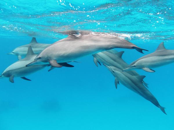 Komunikacja delfinów - Język delfinów