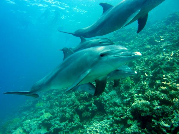 Komunikacja z delfinami - Echolokacja delfinów
