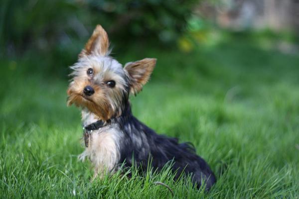 Choroba Legg-Calvé-Perthesa u psów - Leczenie - Przyczyny choroby Legg-Calvé-Perthesa u psów