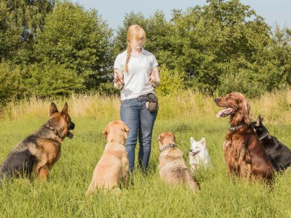 Zazdrosne psy - objawy i co robić - co robić z zazdrosnymi psami?