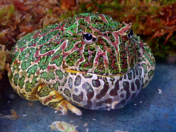 Gatunki żab, które możesz mieć jako zwierzę domowe - Escuerzos