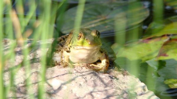 Gatunki żab, które możesz mieć jako zwierzę domowe - Żaby wodne