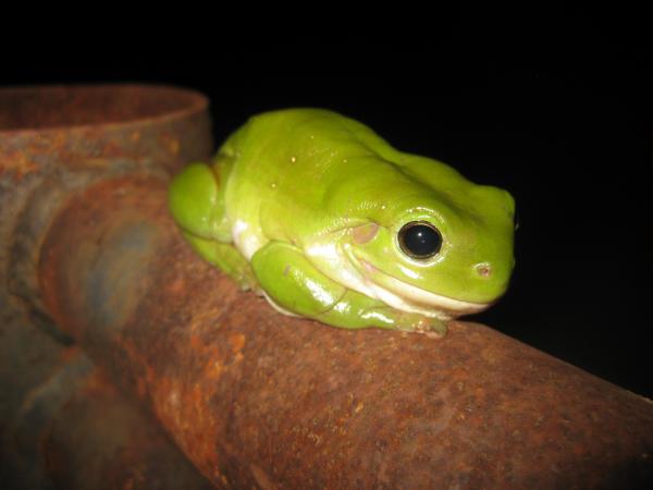 Gatunki żab, które możesz trzymać jako zwierzę domowe - żaby drzewne
