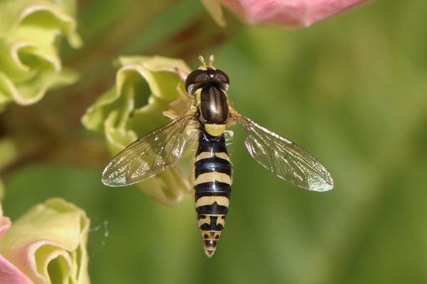 Najpiękniejsze owady na świecie - Najpiękniejsze owady latające na świecie