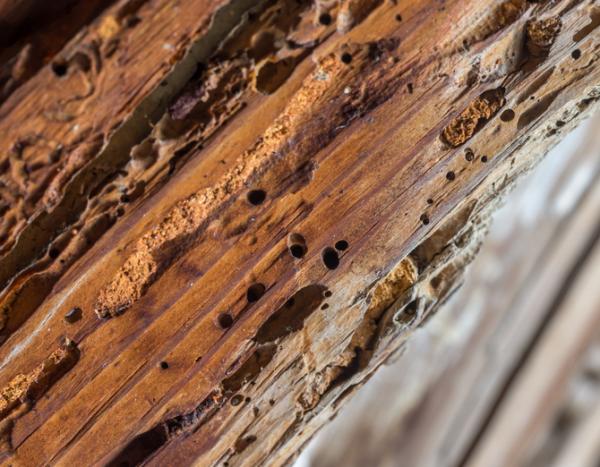 Owady jedzące drewno - Dlaczego te owady jedzą drewno?