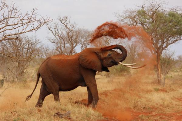 Najbardziej egzotyczne zwierzęta Afryki - 5. Słoń