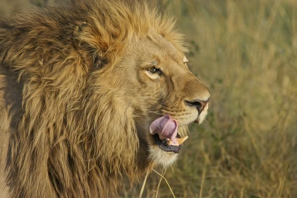 Najbardziej egzotyczne zwierzęta Afryki - 1. Lew