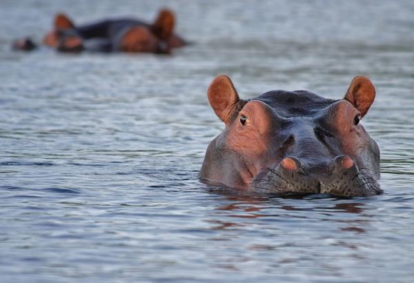 Najbardziej egzotyczne zwierzęta Afryki - 2. Hipopotam