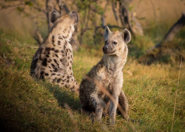 Najbardziej egzotyczne zwierzęta Afryki - 3. Hiena