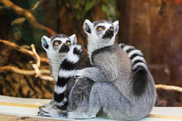 Najbardziej egzotyczne zwierzęta Afryki - 8. Lemur katta