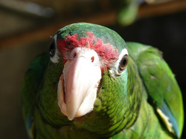 Dlaczego moja papuga dużo krzyczy - krzyczy, bo czuje się pominięta 
