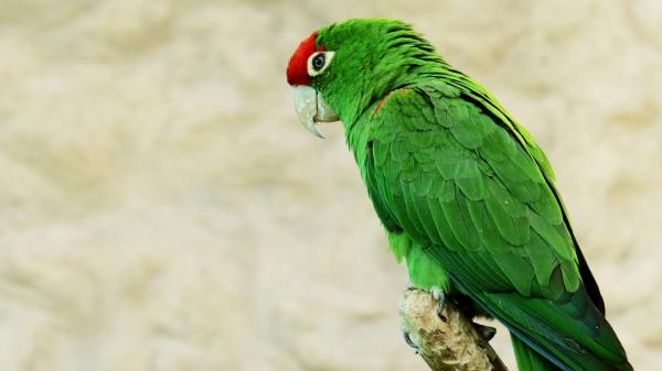 Dlaczego moja papuga dużo krzyczy - Krzyki w reakcji na otoczenie