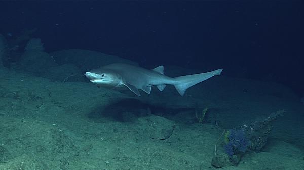 10 największych rekinów na świecie - rekin Cabañota