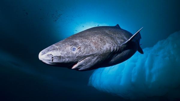 Top 10 największych rekinów na świecie — rekin grenlandzki
