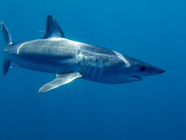 Top 10 największych rekinów na świecie - rekin Mako 