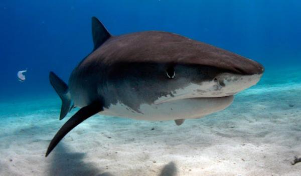 Top 10 największych rekinów na świecie - Pacific Sleeper Shark