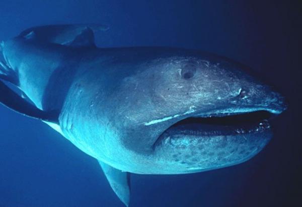 10 największych rekinów na świecie – rekin wielkogębowy