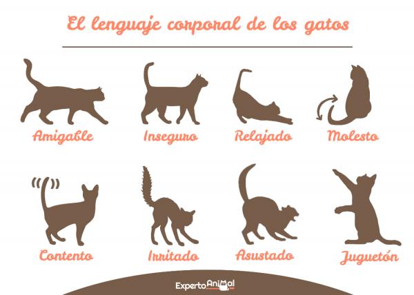 Język ciała kotów - Pozy kotów i ich znaczenie