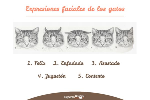 Język ciała kotów - Język kotów