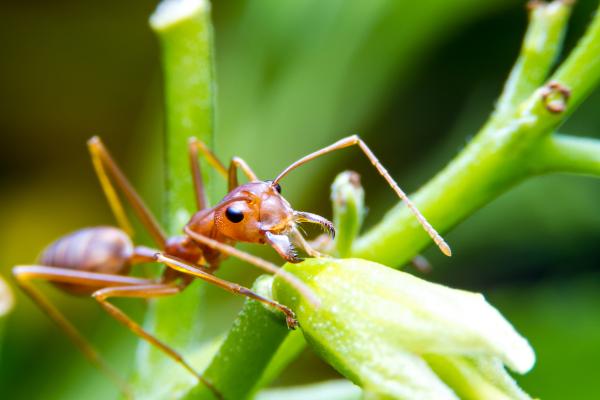 Owady kłujące - rodzaje i cechy - mrówki ogniste