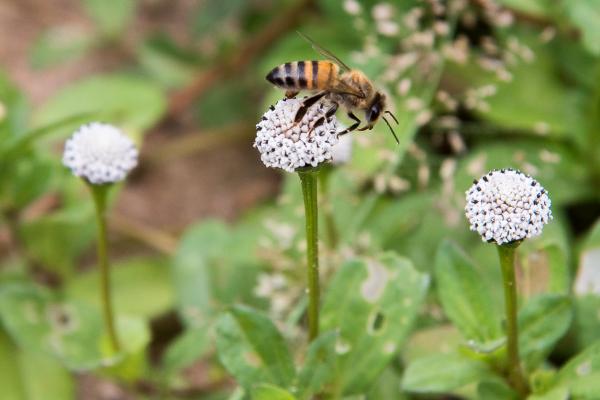Owady kłujące - rodzaje i cechy - afrykańska pszczoła