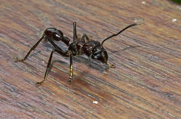 Owady kłujące - rodzaje i cechy - Bullet Ant 