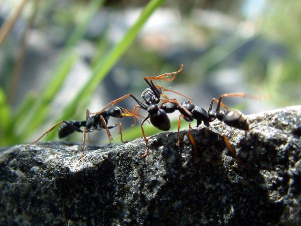 Parzące owady - rodzaje i cechy - Skacząca mrówka