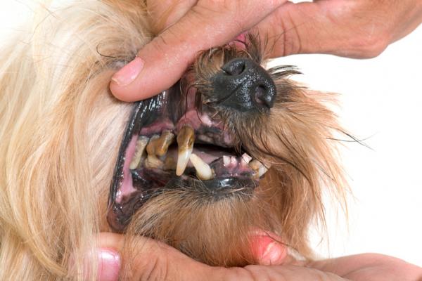 Częste choroby zębów u psów - tatar