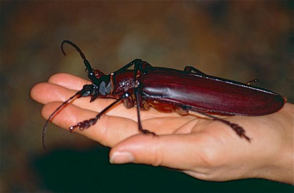 Największe owady na świecie - Coleoptera