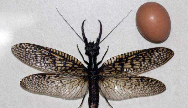 Największe owady na świecie - Megaloptera i odonata