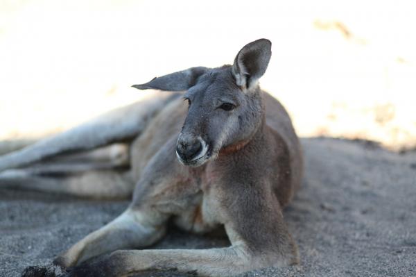 Karmienie kangura - Kiedy kangur je?
