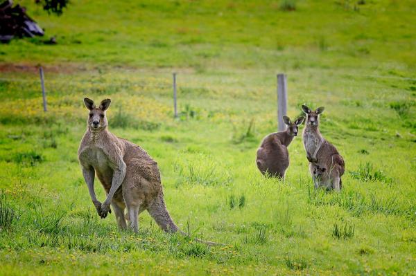 Karmienie kangurów - Układ pokarmowy kangurów