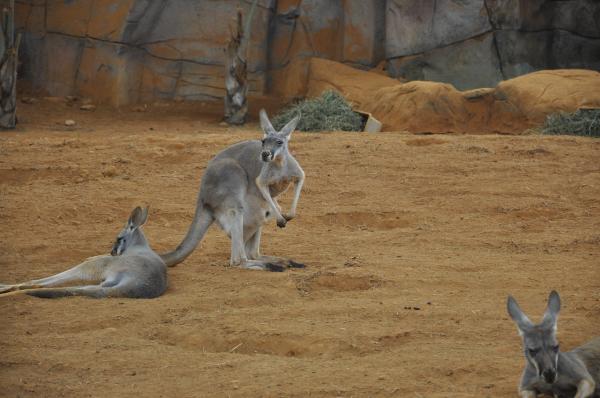 Karmienie kangura - co je kangur?