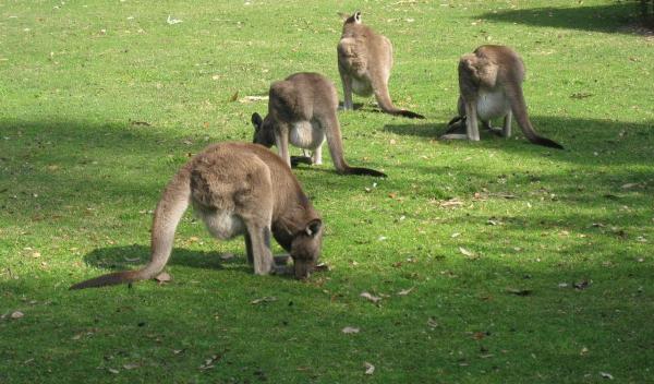 Karmienie kangurów - Jak je kangur?