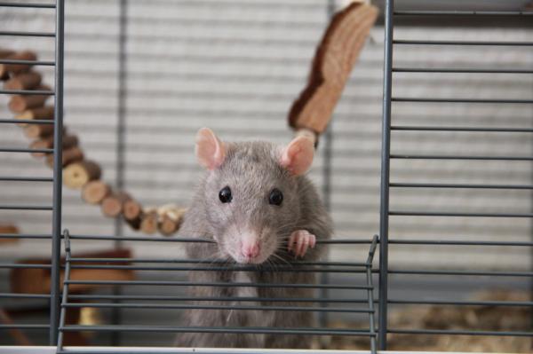 Szczur jako zwierzak - Czego potrzebuje szczur w naszym domu?