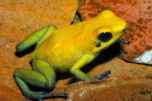 10 trujących żab z imionami i zdjęciami - 4. Poison bicolor frog