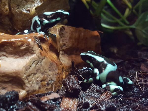 10 trujących żab z imionami i zdjęciami - 8. trucizna zielona i czarna żaba